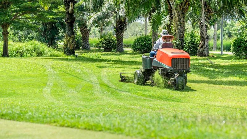 Mow High While New Grass Fills In Mow High While New Grass Fills In