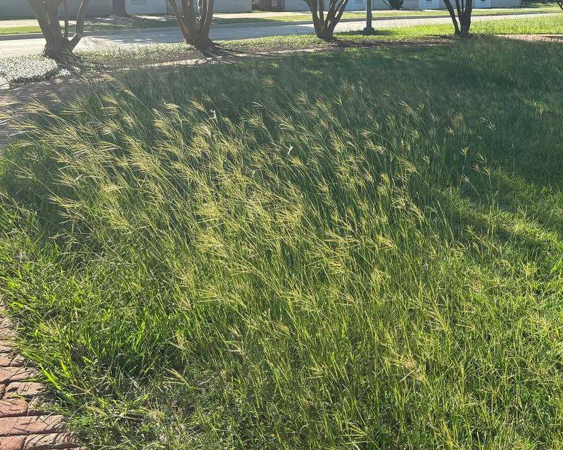 Mowing Alone Usually Is Not Enough Mowing Alone Usually Is Not Enough