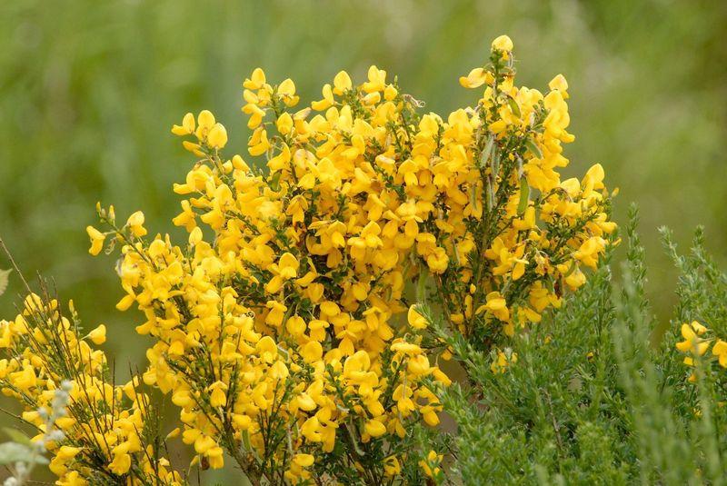 Mowing Mature Broom Can Scatter Seeds Mowing Mature Broom Can Scatter Seeds