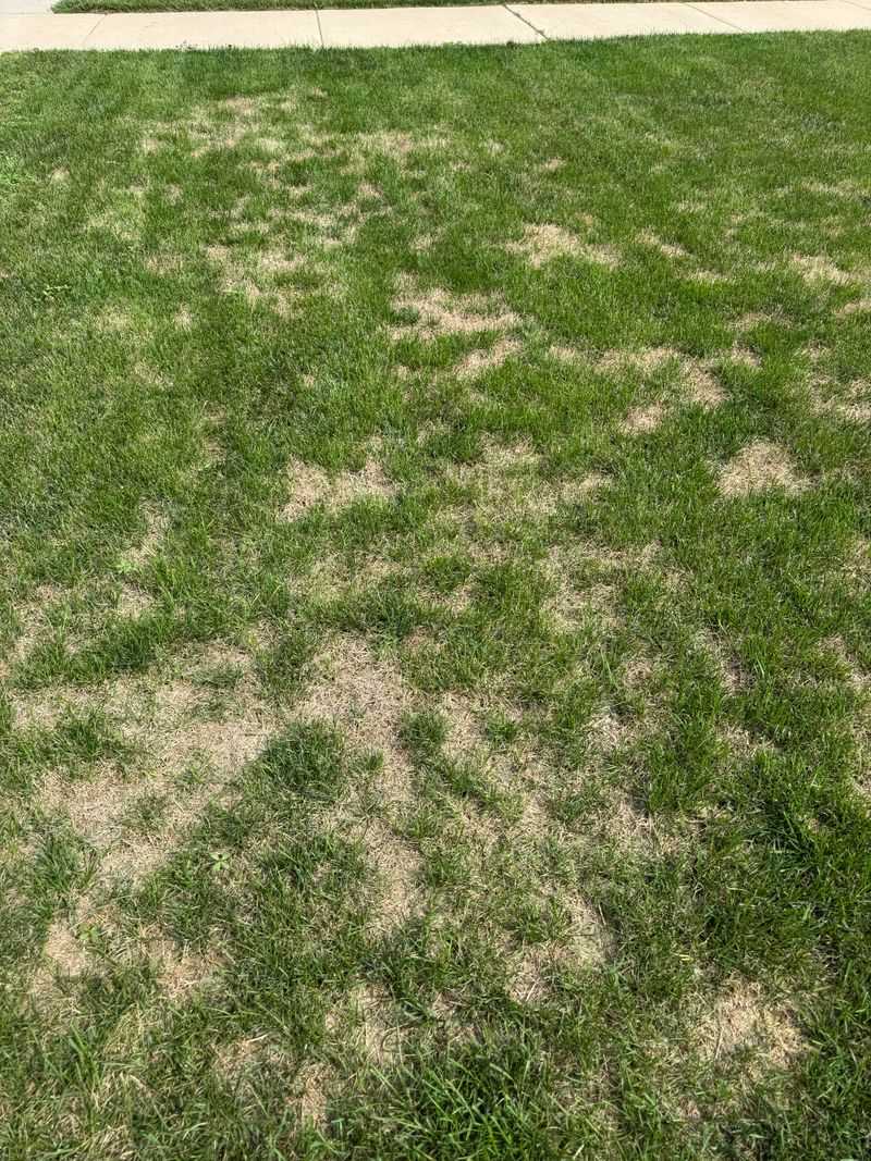 Mowing Too Short Weakens Grass Health Mowing Too Short Weakens Grass Health