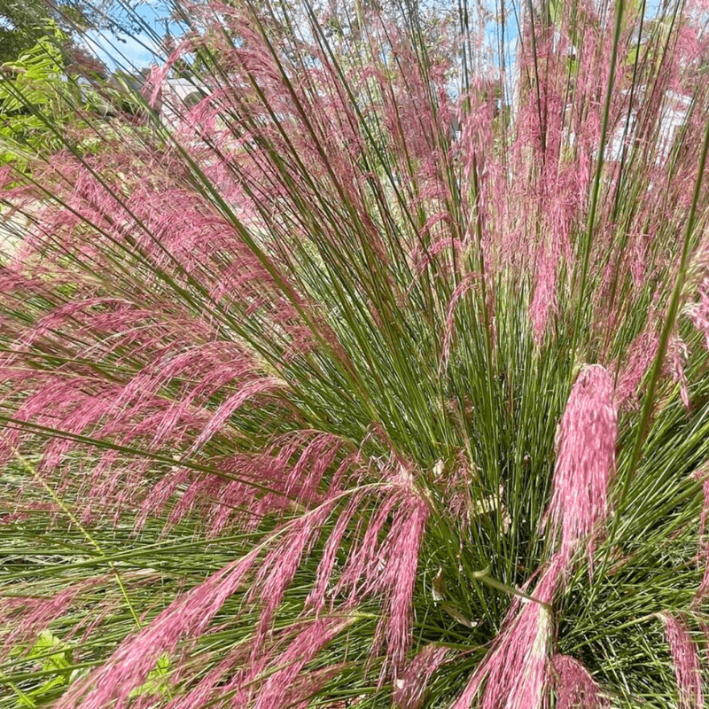Muhly Grass Establishes Best When Roots Are Healthy