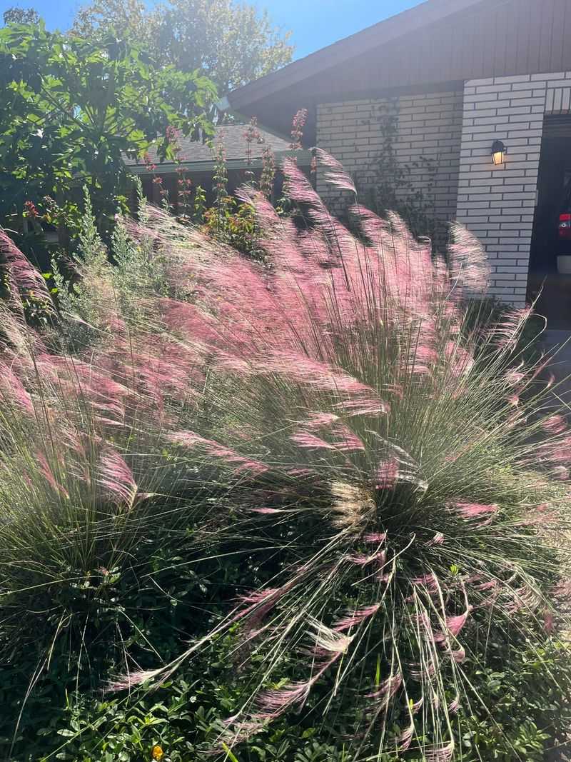 Muhly Grass Gives Beetles A Place To Hide Muhly Grass Gives Beetles A Place To Hide