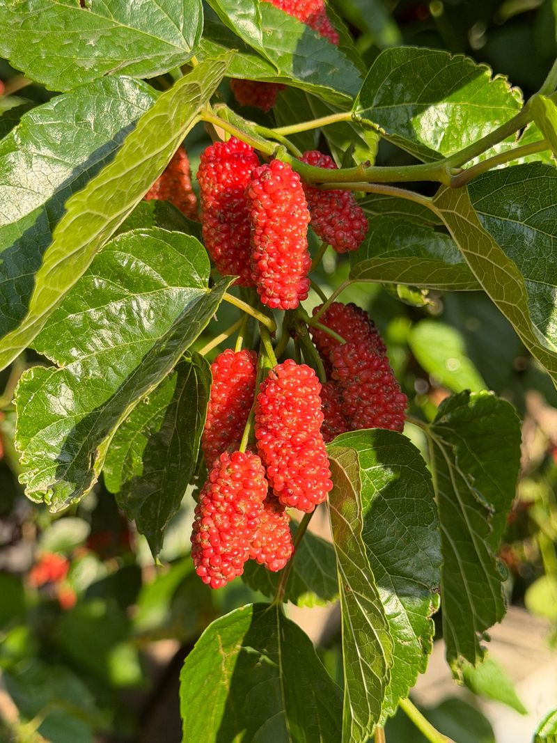 Mulberry