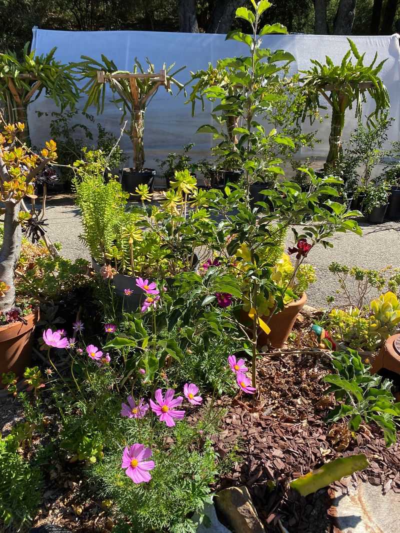 Mulch Also Helps Flowers Handle Late Summer Stress Mulch Also Helps Flowers Handle Late Summer Stress