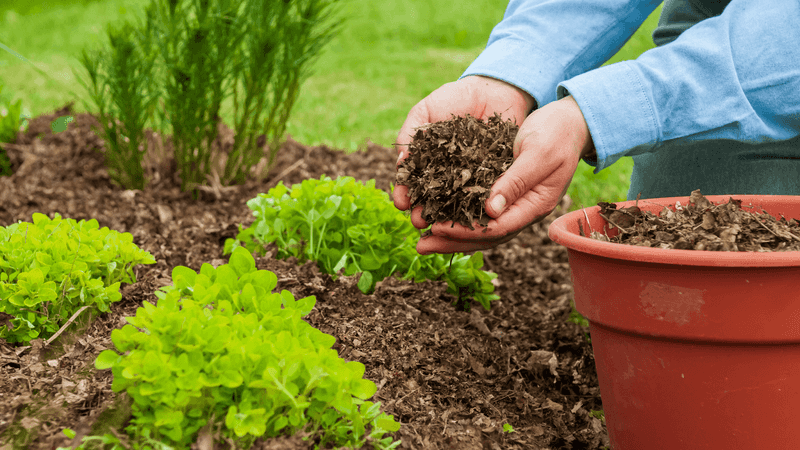 Mulch And Temporary Shade Can Prevent Serious Damage Mulch And Temporary Shade Can Prevent Serious Damage