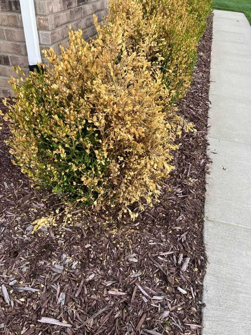 Mulch Around The Base