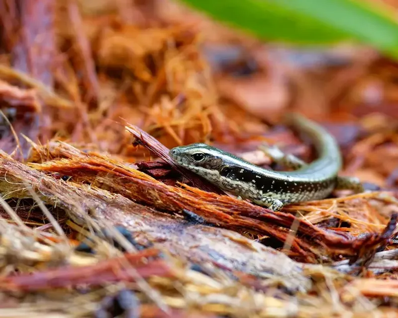 Mulch Feels Like Forest Floor