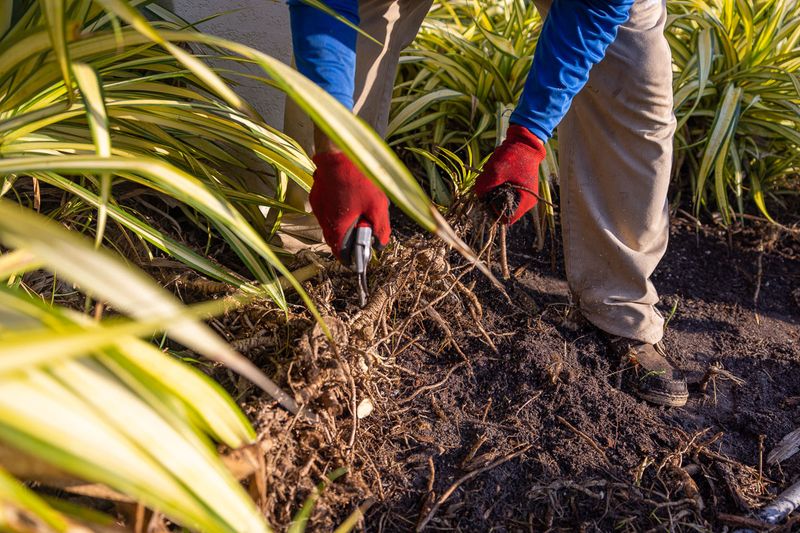 Mulch Has Thinned Around The Roots Mulch Has Thinned Around The Roots