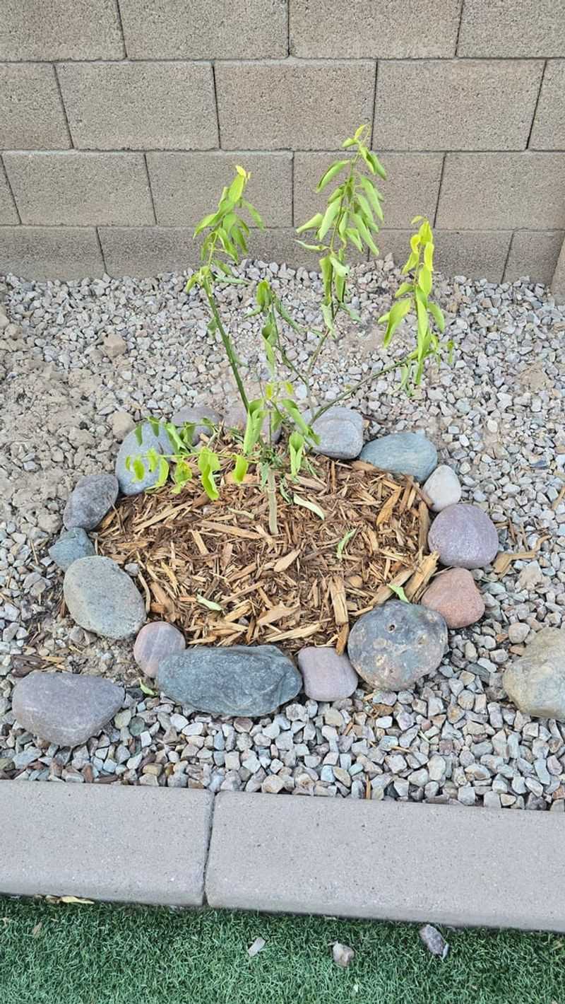 Mulch Helps But The Trunk Stays Clear Mulch Helps But The Trunk Stays Clear
