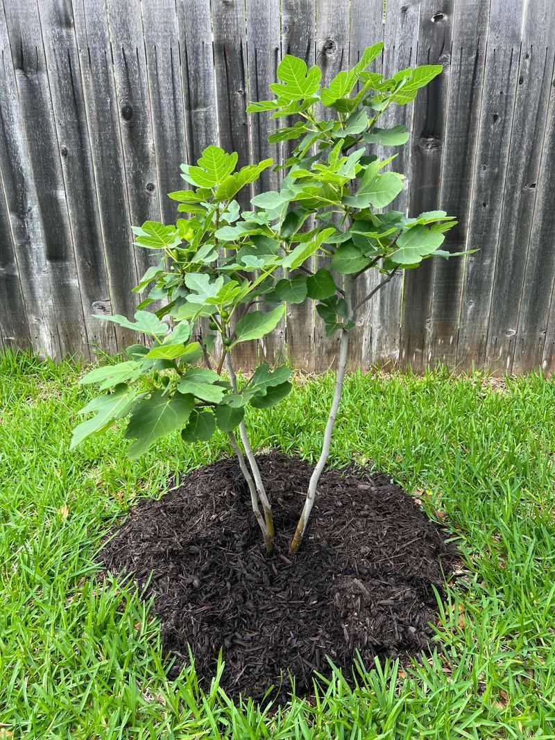 Mulch Helps Even Out Soil Moisture Mulch Helps Even Out Soil Moisture
