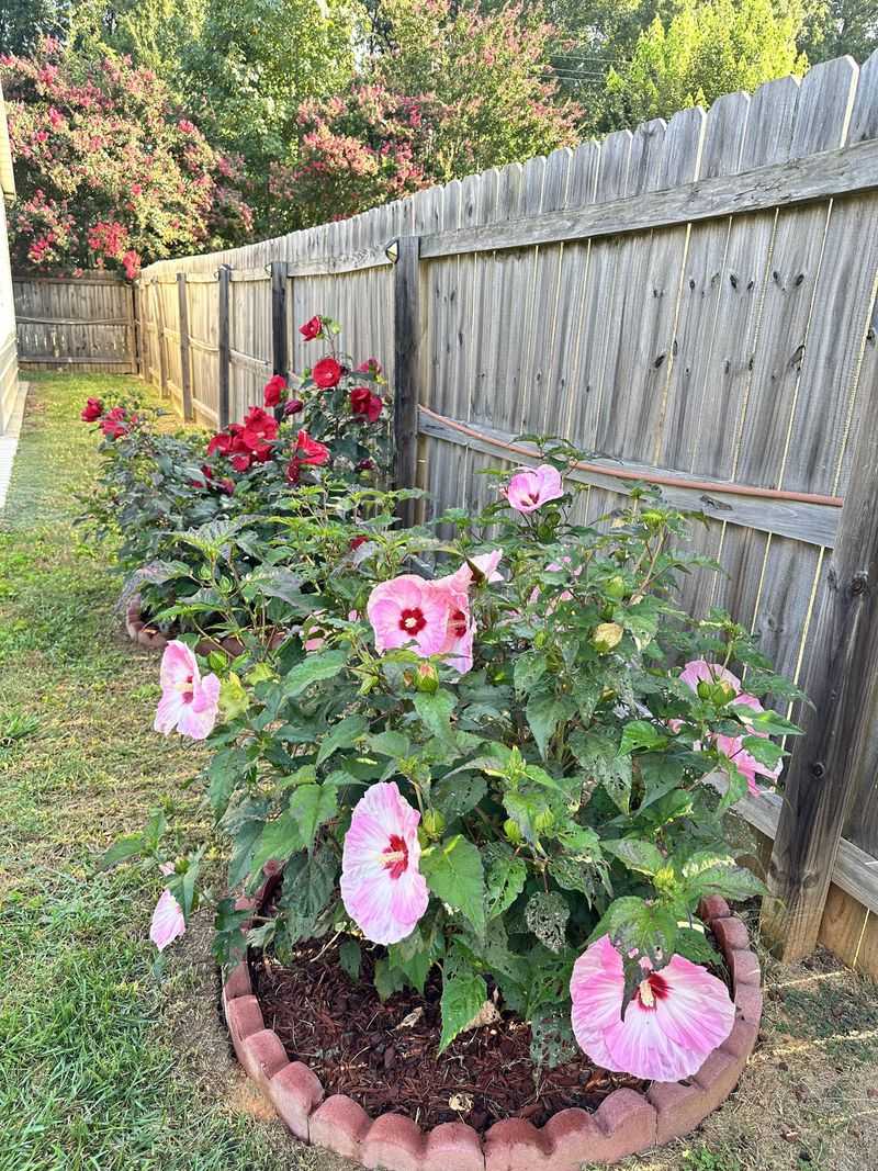 Mulch Helps Hardy Hibiscus Hold Moisture