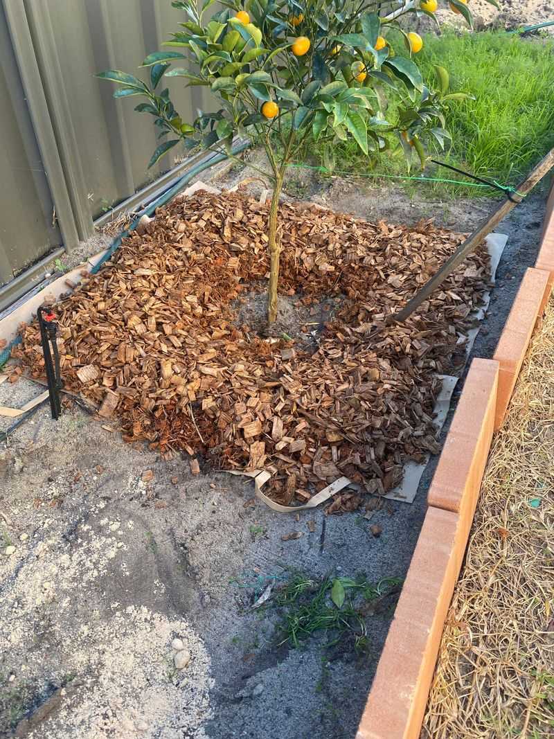Mulch Helps Hold August Moisture Mulch Helps Hold August Moisture