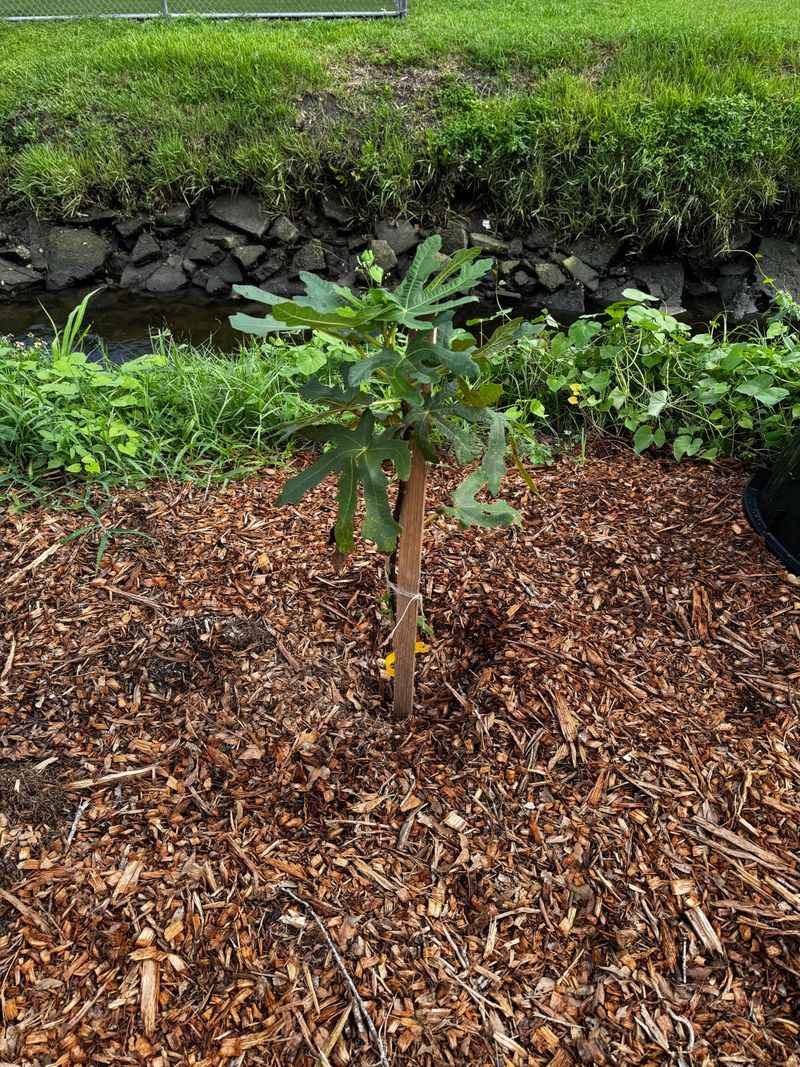 Mulch Helps Keep Fig Roots Cooler Mulch Helps Keep Fig Roots Cooler