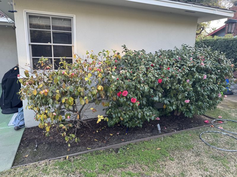 Mulch Helps Keep Moisture Steady
