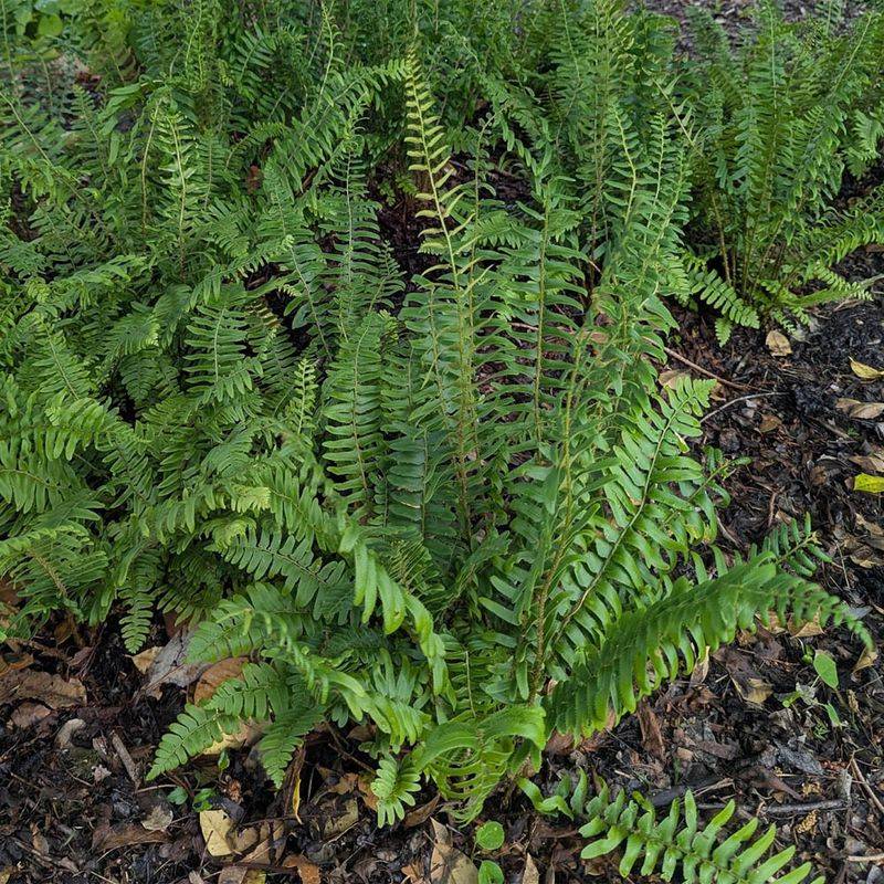 Mulch Helps Keep Roots Cool And Moist Mulch Helps Keep Roots Cool And Moist