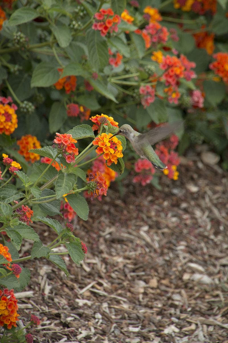 Mulch Helps Keep Roots Cooler In Summer