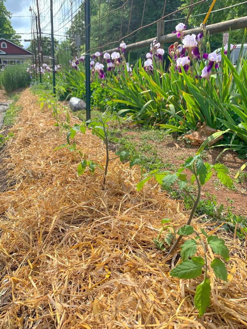 Mulch Helps Keep Soil Moisture Steady Mulch Helps Keep Soil Moisture Steady