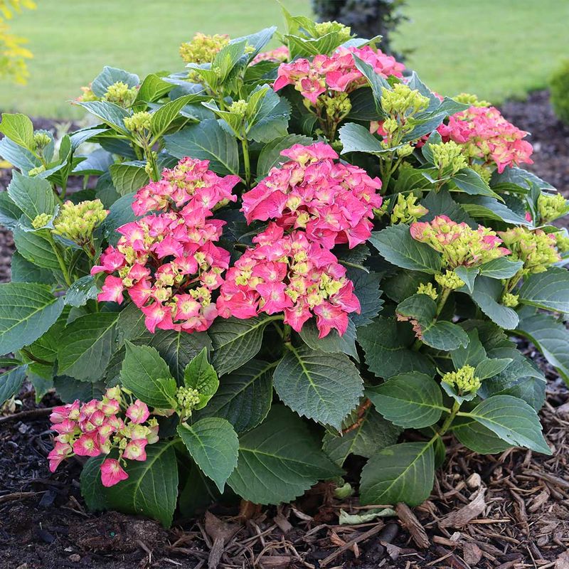 Mulch Helps Morning Water Last Longer Mulch Helps Morning Water Last Longer