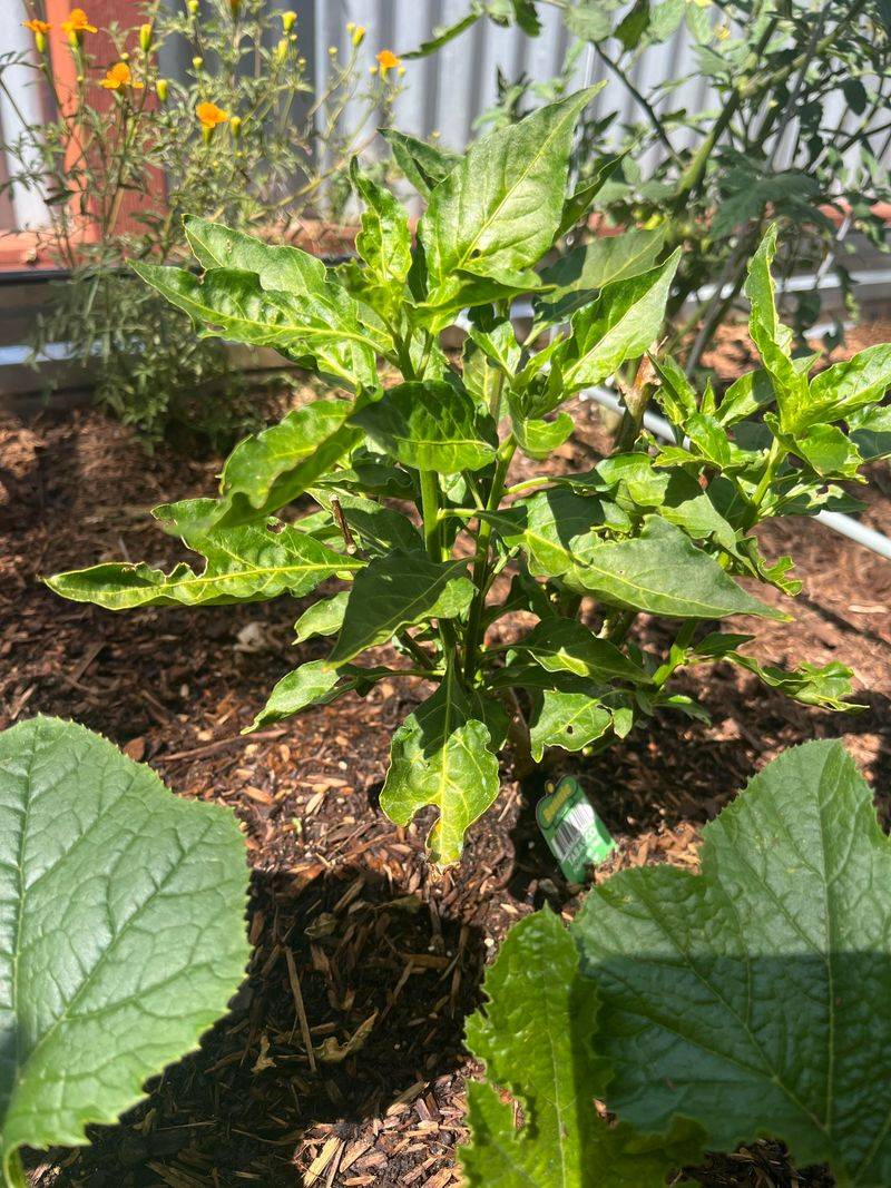Mulch Helps Morning Water Last Longer