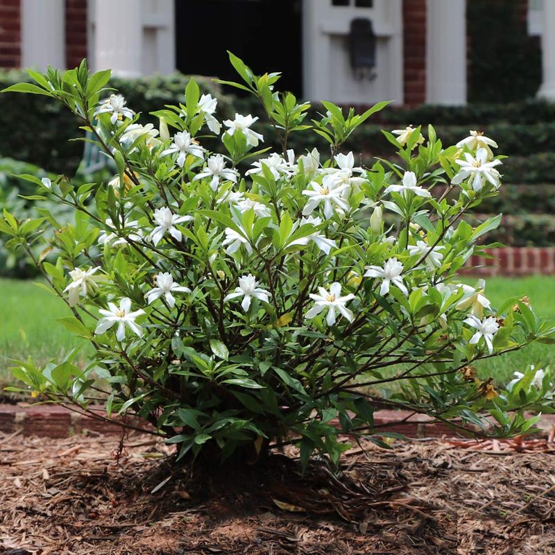 Mulch Helps Protect The Root Zone Mulch Helps Protect The Root Zone