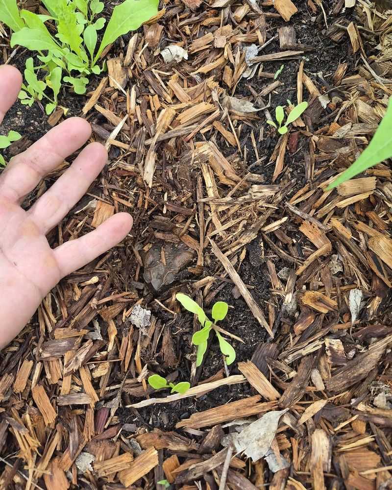 Mulch Helps Retain Moisture Around Toads