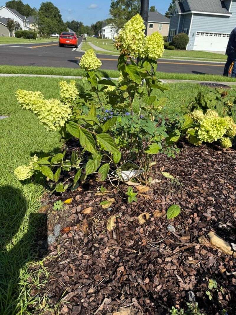 Mulch Is Uneven Around The Plant Mulch Is Uneven Around The Plant
