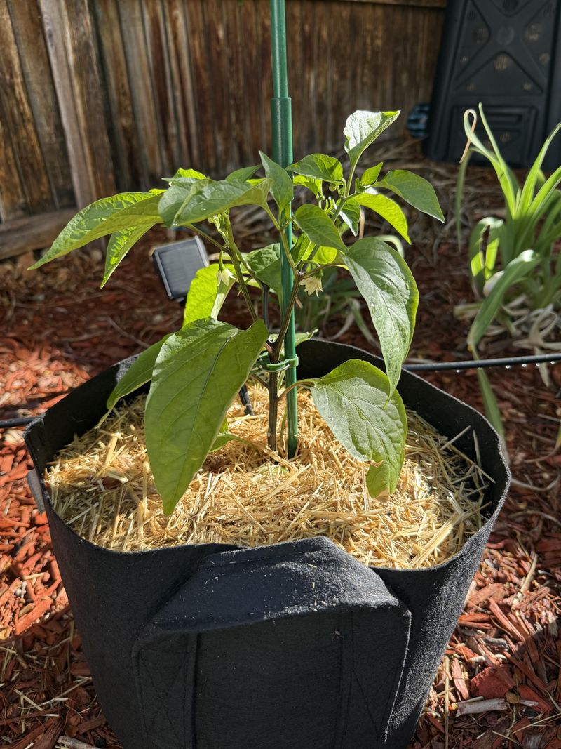 Mulch Keeps Moisture Steady