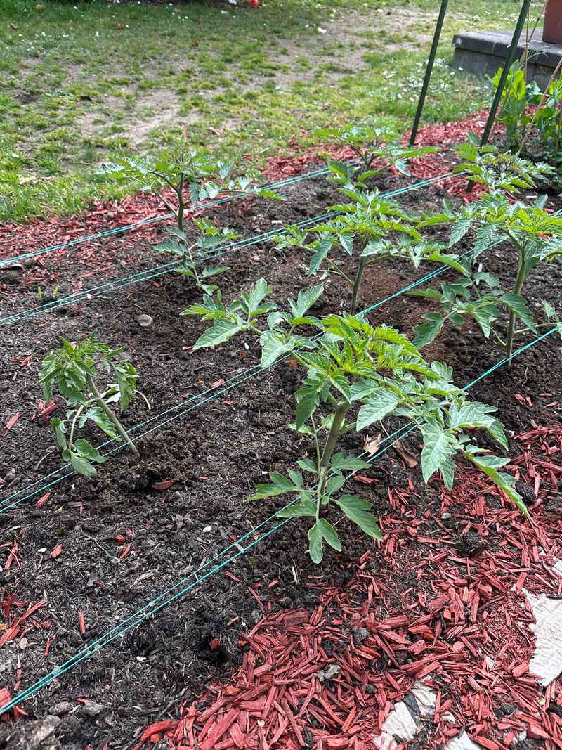 Mulch Keeps Roots Cooler Mulch Keeps Roots Cooler