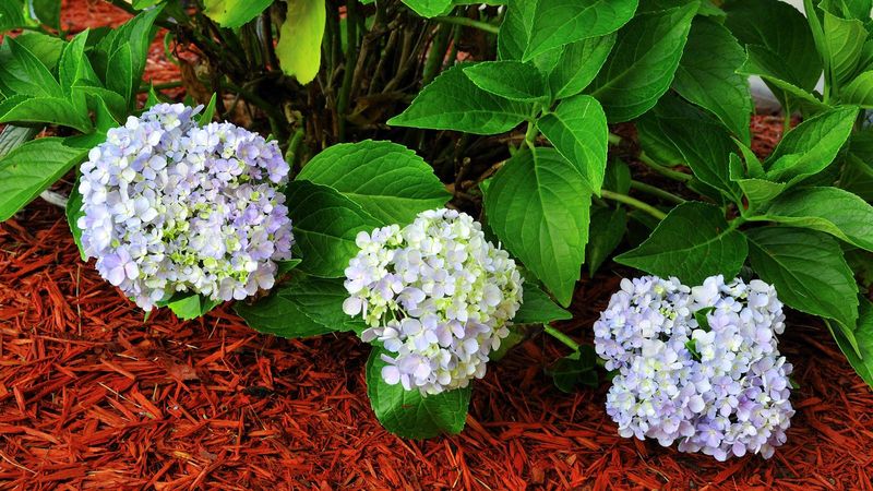 Mulch Keeps Roots Cooler During Hot Weather Mulch Keeps Roots Cooler During Hot Weather