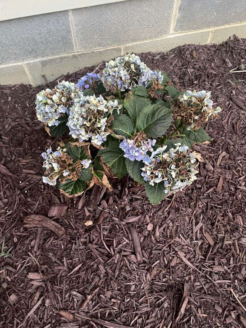 Mulch Keeps Roots Cooler