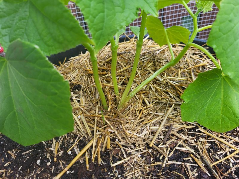 Mulch Keeps Roots Evenly Moist Mulch Keeps Roots Evenly Moist