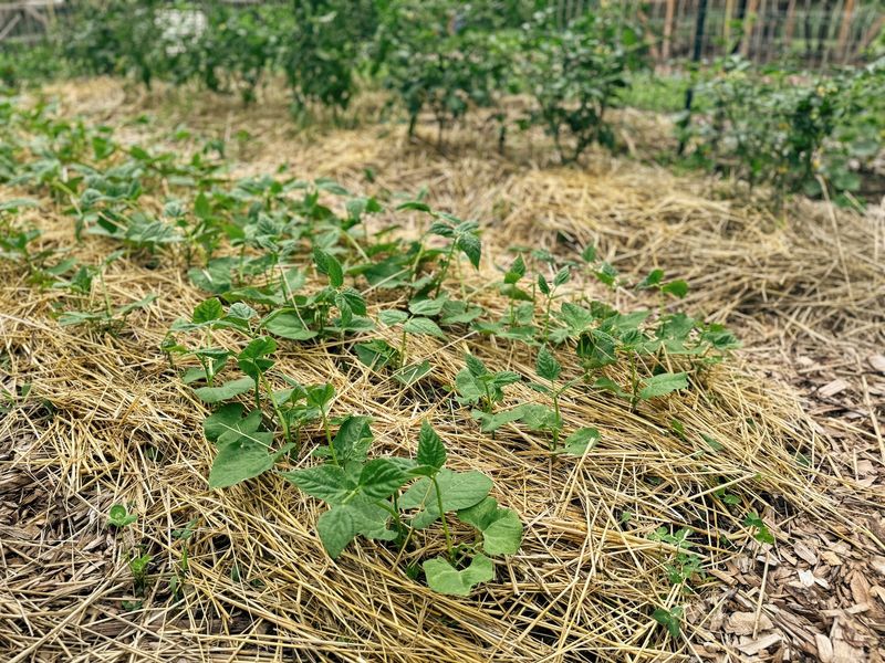 Mulch Lightly After Seedlings Emerge Mulch Lightly After Seedlings Emerge