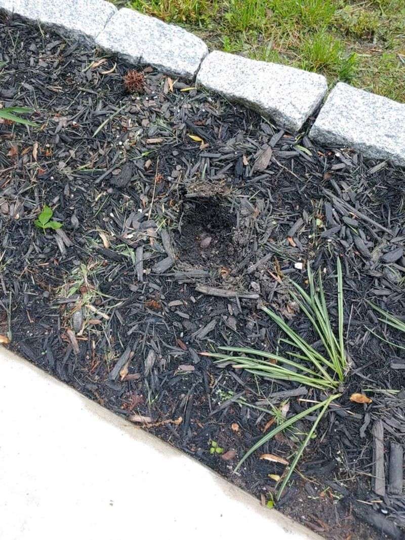 Mulch Makes Searching Easier Mulch Makes Searching Easier