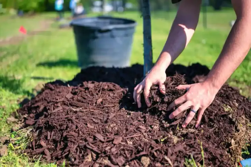 Mulch May Be Creating A Cooler Layer