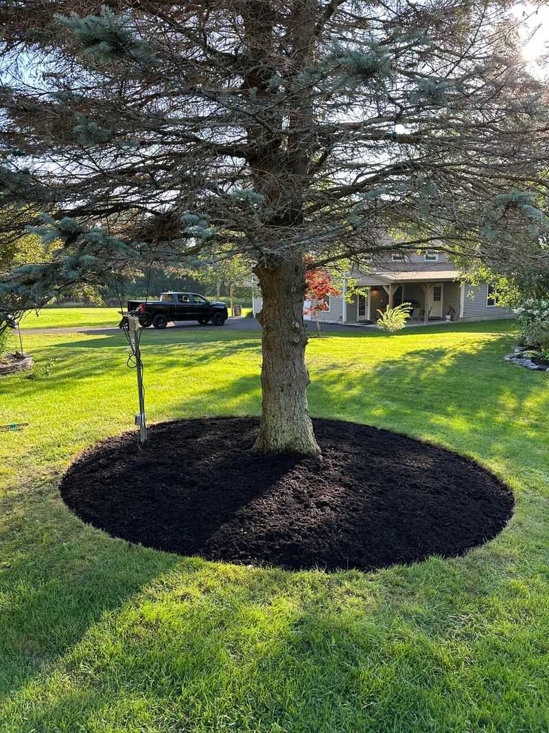 Mulch Piled Against The Trunk
