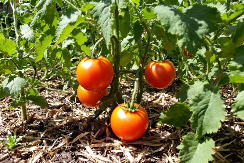 Mulch Roots So Soil Moisture Stays Steady