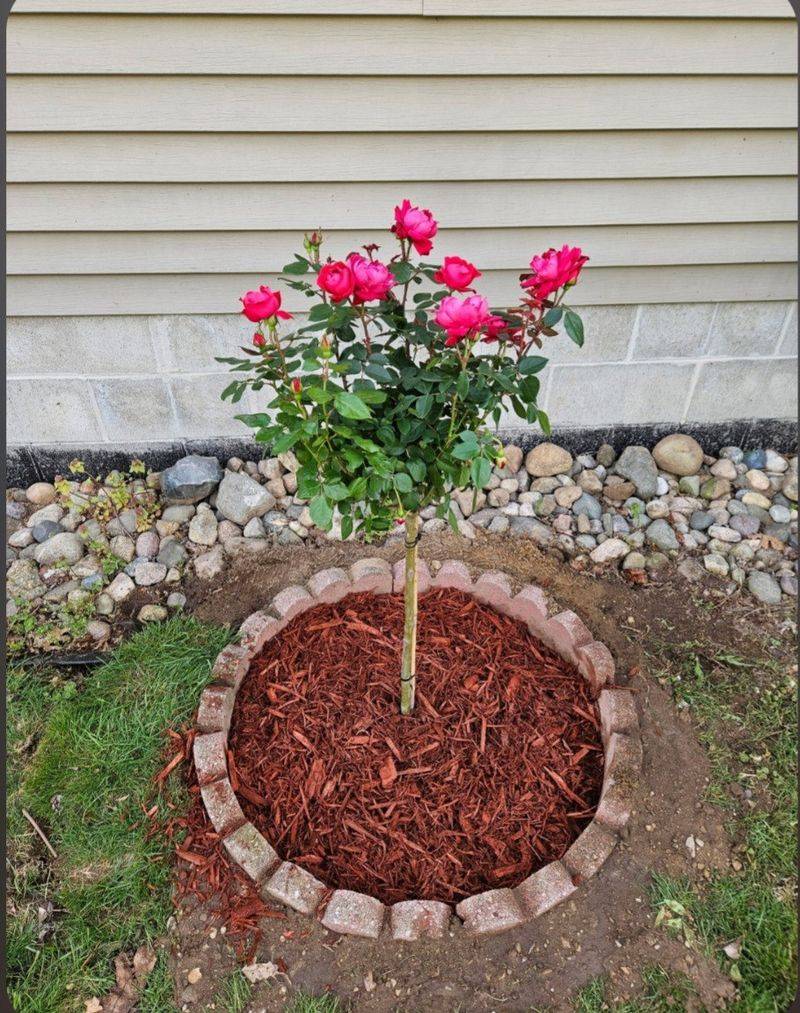 Mulch Roots Without Piling Against The Canes