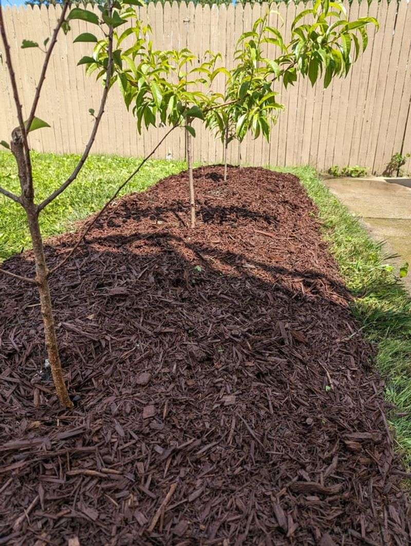 Mulch Slows August Soil Drying Mulch Slows August Soil Drying