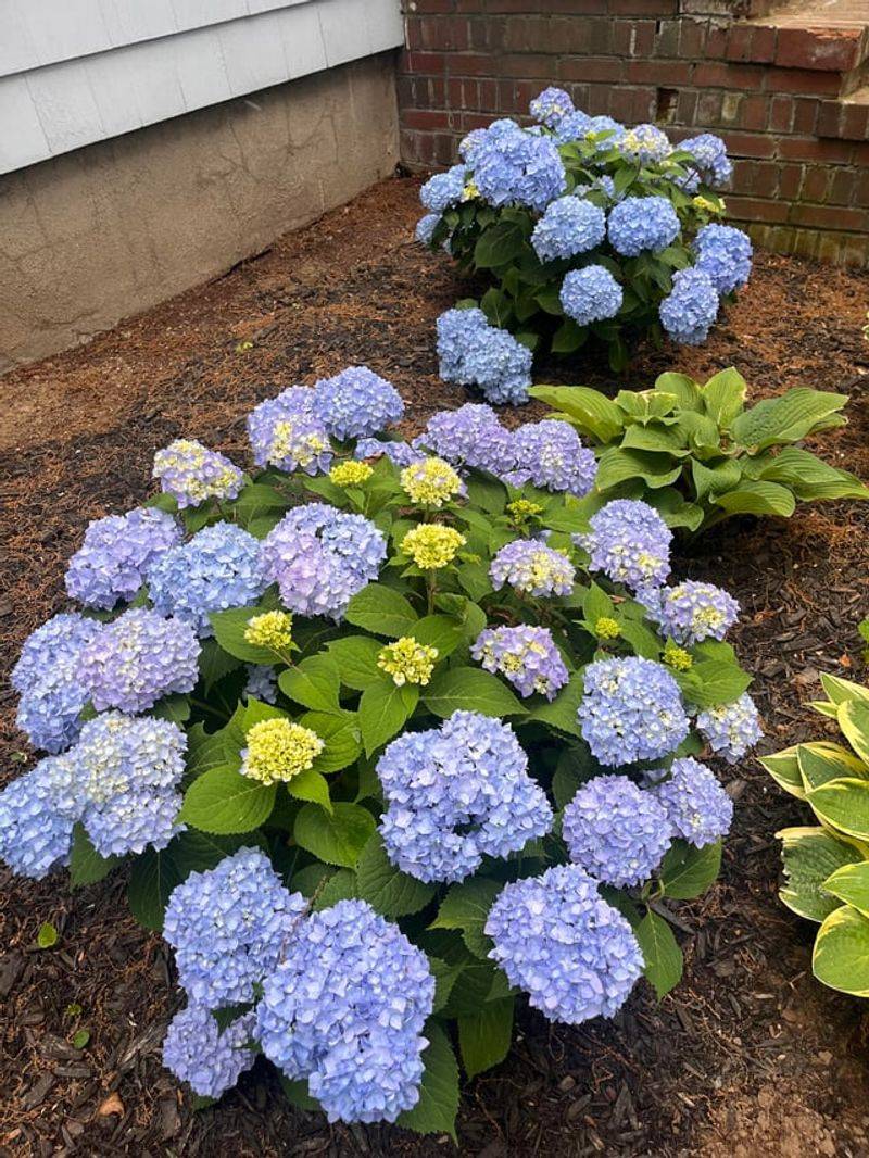 Mulch Slows Moisture Loss Mulch Slows Moisture Loss