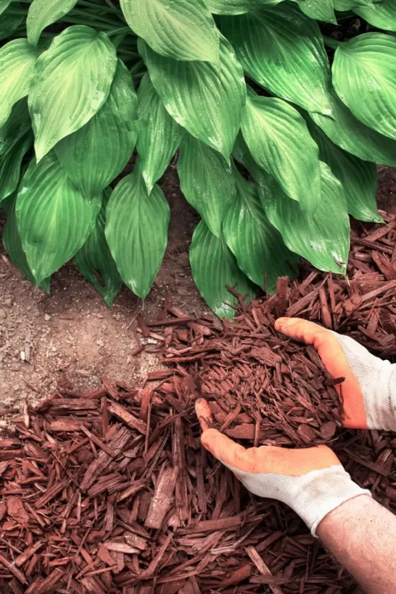 Mulch Texas Hostas Now Before August Heat Arrives Mulch Texas Hostas Now Before August Heat Arrives