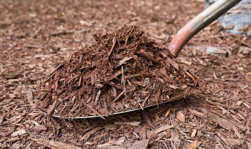 Mulch That Keeps Buds On Track Mulch That Keeps Buds On Track