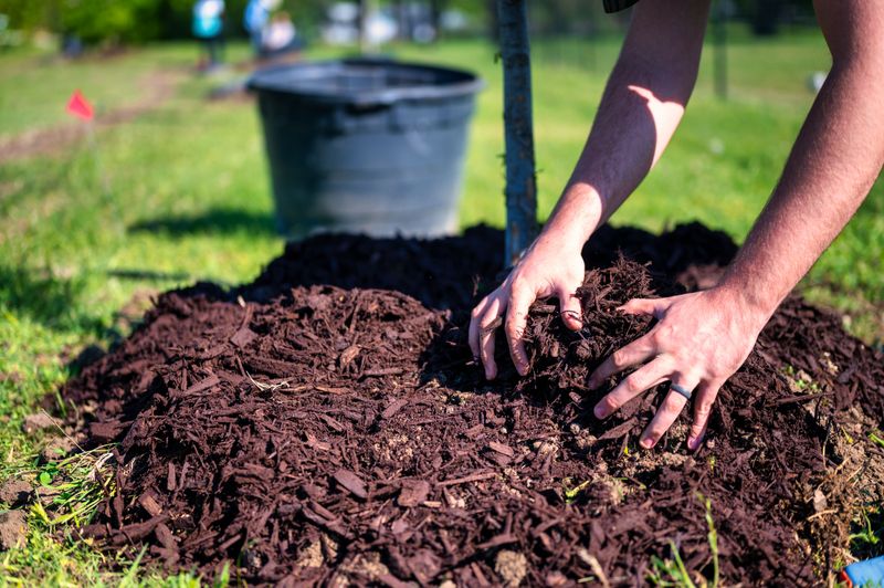 Mulch The Base To Retain Moisture