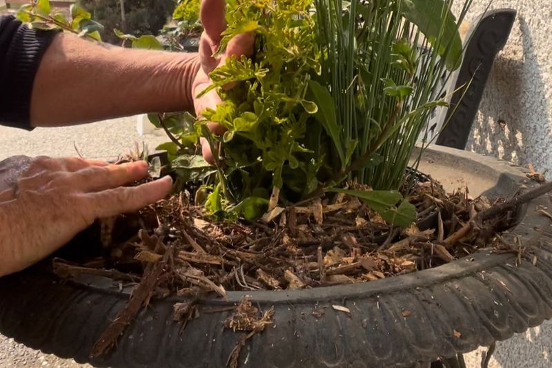 Mulch The Soil Surface To Slow Drying