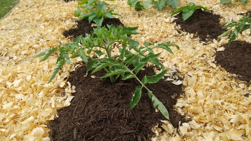Mulch To Calm The Root Zone Mulch To Calm The Root Zone