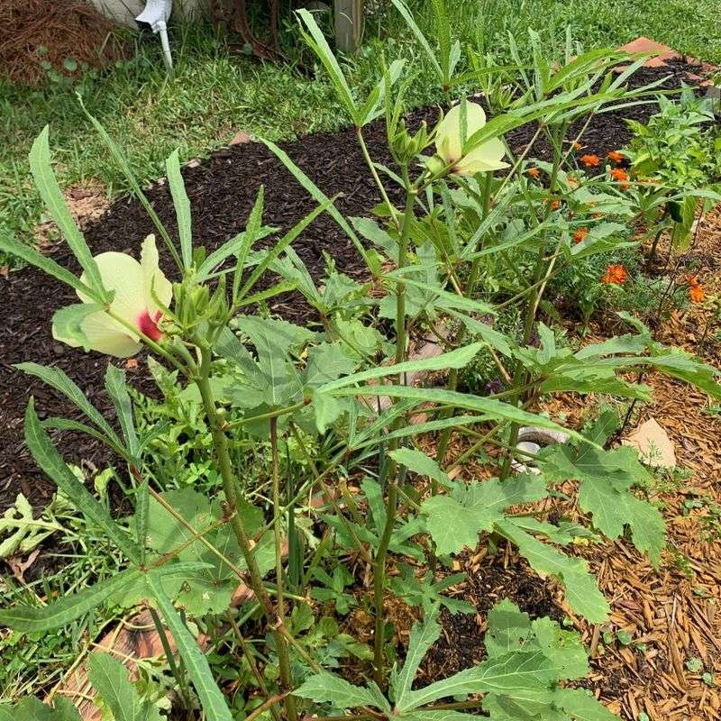Mulch To Hold Moisture And Reduce Weeds Mulch To Hold Moisture And Reduce Weeds