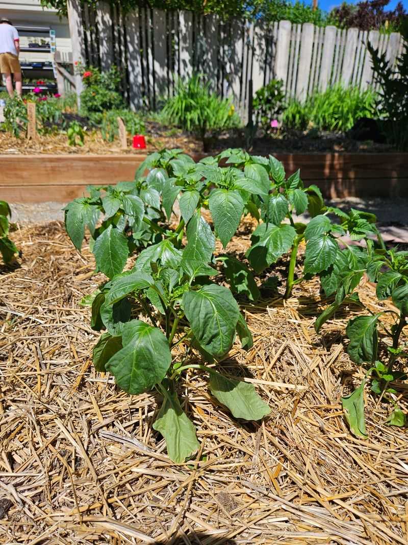 Mulch To Save Moisture And Limit Weeds Mulch To Save Moisture And Limit Weeds