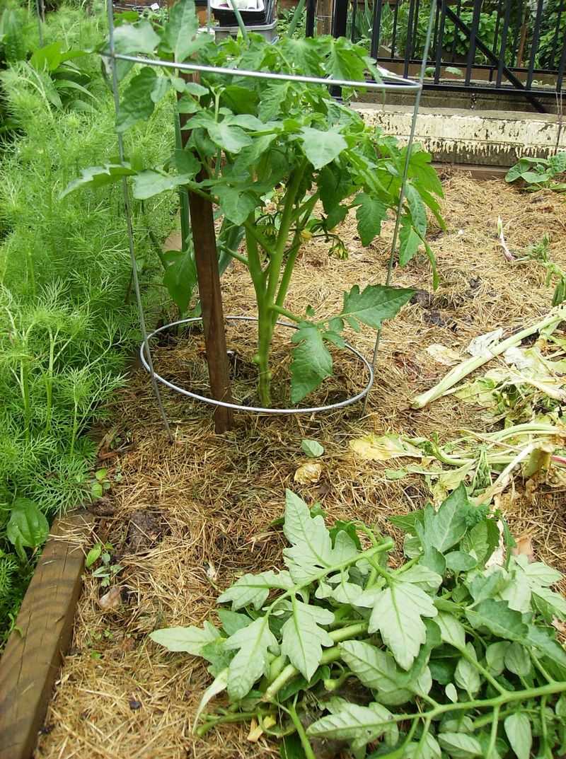 Mulch To Stop Soil From Splashing Disease Upward Mulch To Stop Soil From Splashing Disease Upward