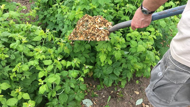 Mulch Under Dense Shrubs Mulch Under Dense Shrubs