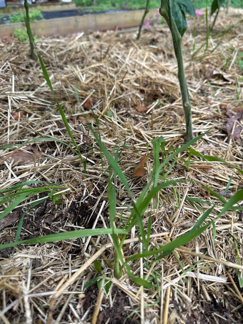 Mulch Was Missing Protection Mulch Was Missing Protection