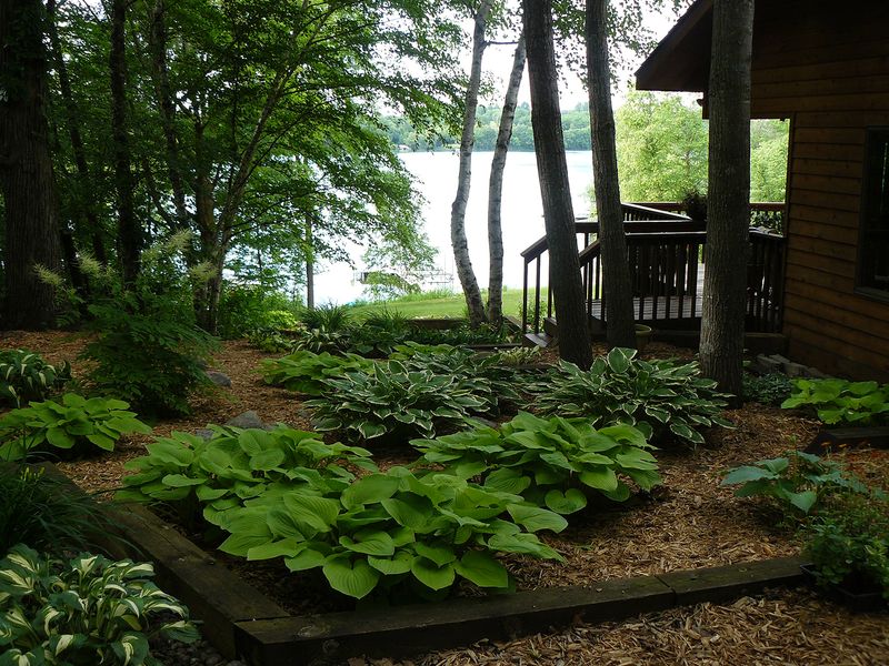 Mulch With Leaves For A Woodland Finish